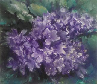 Purple flowers (Campanula)